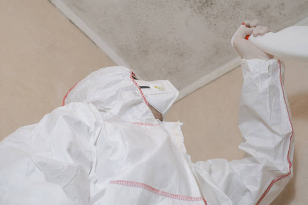 Why You Should Choose Our Mold Remediation Services in Tremont, PA